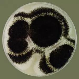 곰팡이(진균류)누룩곰팡이(Aspergillus niger)