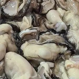 통영생굴 제철굴 통영 신선한 생굴 3kg 깐굴 제철