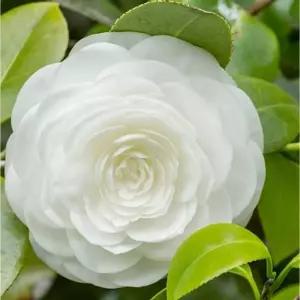 동백나무 흰동백 10cm포트 겹동백 카멜리아 겨울꽃 상록관목 꽃나무 C03