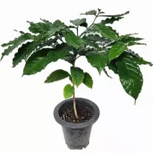 거실창가햇살존 커피나무 60cm 직접 수확하는 즐거움 유실수 홈가드닝 반려화초