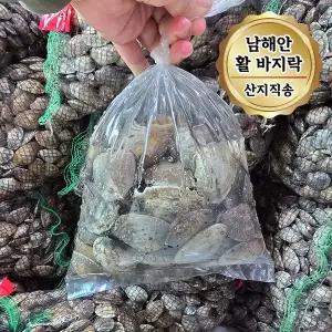당일조업 남해안 활 바지락 대사이즈 1kg (65~80미)