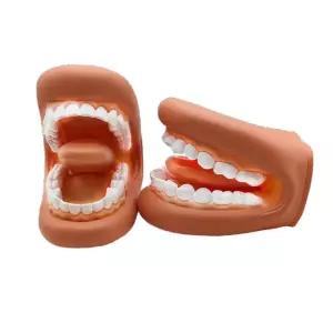구강모형 영어발음 교육 치아 모형 치과 이빨 모델 실습