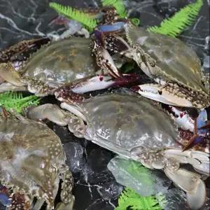 연평도 제철 봄 활 암꽃게 1kg(3~4미)