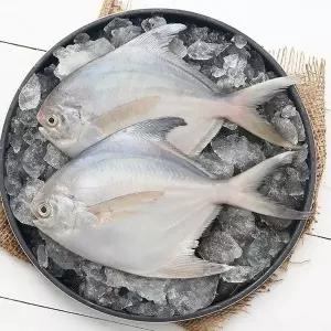 [요리조리]국내산 병어 실속형 (1팩당 3-4미 250g) 10팩