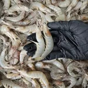 국내산 생물 중하새우 3kg (kg당 100-120미)