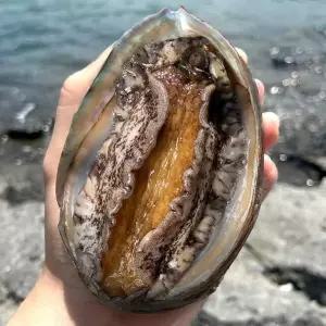 [대한민국농수산] 진도 활 전복 1kg 대 11미 전복칼 증정