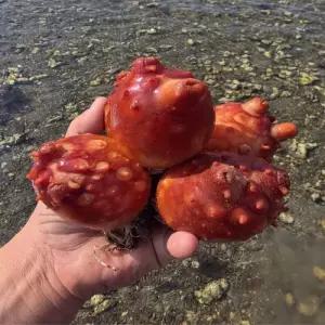 통영 통멍게