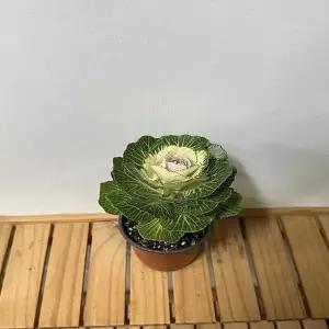 베하몰 실내 화초 꽃배추(바닐라) 꽃양배추 약25cm
