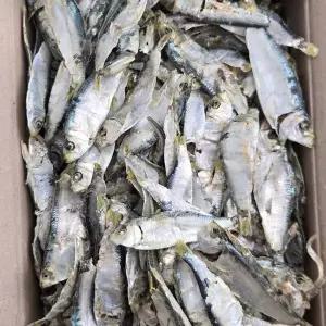[NS홈쇼핑]바다찬미 남해안 햇 디포리멸치(밴댕이) 1.5kg 최상급 국물용멸치..[35932046]