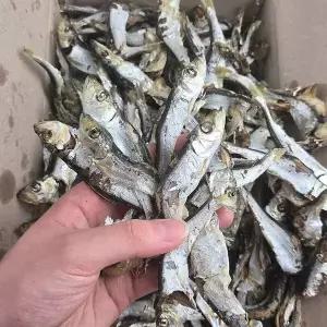 [NS홈쇼핑]바다찬미 남해안 햇 청어멸치(정어리) 1.5kg 육수용멸치 국물멸치..[35932052]
