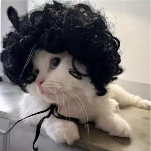 강아지 가발 고양이 반려동물 뽀글이 가체 코스튬 모자 블랙 소형견 중형견