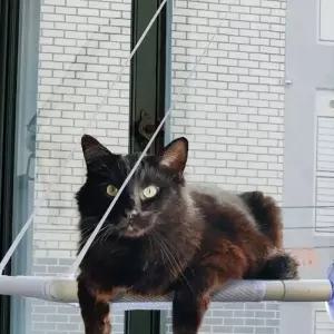 ( )해먹 부착식 강아지 바구니 고양이 캣타워