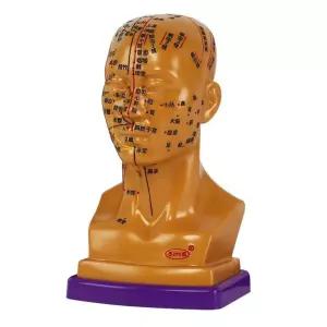 한의원 침술모형 머리 마사지 헤드 연습용 두피 혈자리 실습 더미 교육 실리콘 교구 침자리