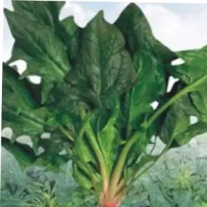 종자판매 씨앗 재배용 신선 야채용 채소용 종자 400g