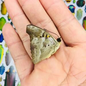 Morpho Menelaus Occidentalis Doxocopa Cyane 개방형 날개가 없는 실제 나비 표본 곤충학자 애호가