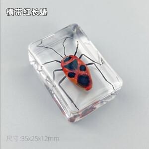 28pcs 자연 곤충 표본 수지 스카 랑 홈 인테리어 입상 딱정벌레 버그 환경 운동가를위한 선물 공예 장식