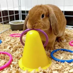 7cm 토끼 페룰 소형 동물을 위한 대화형 훈련 씹는 교육용 지루함 해소 콘 모양의 버킷