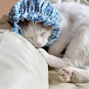 [에이치플러스몰]강아지 헤어밴드 강아지 귀 덮개 반려동물 중성화 고양이 워머