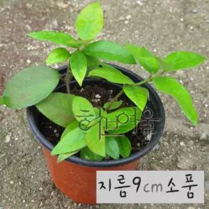 백화등 (백하등 쟈스민모종) 지름 9cm 소품화분 (좋은흙만 사용한 건강한식물)
