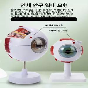 안구 인체모형 해부도 3배 교육용 모형 시신경 병원