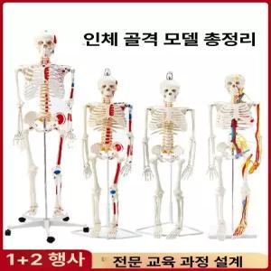 교육용 인체모형 뼈 신체 전신 해골 구조 교구 골격