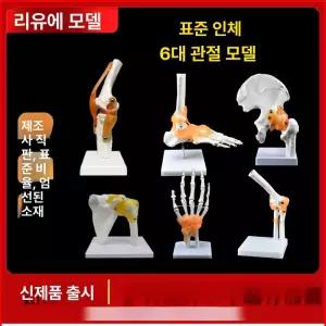 발목 뼈 발 해골 발과 해부학 모델 모형 인간