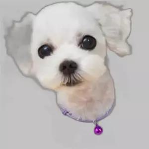고양이 오색 매듭 방울 목걸이 1P 길이조절 색상랜덤