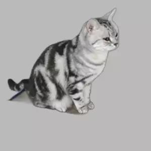 고양이 평판 스크레처 쇼파 1P 쉼터 발톱관리 베드