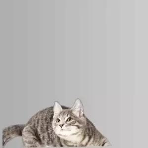 고양이 낚시대 고양이 장난감 놀이 막대기 밍크나비