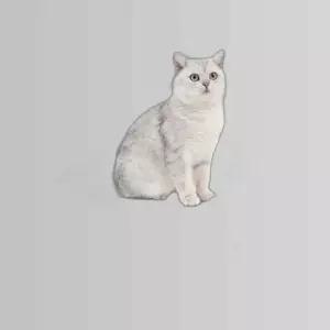 편안한 고양이 화장실 베이지 컬러 힐링 사각형