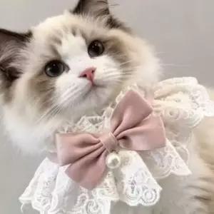 냥이 진주 레이스 케이프 고양이 스카프 스카프 턱받이 목걸이