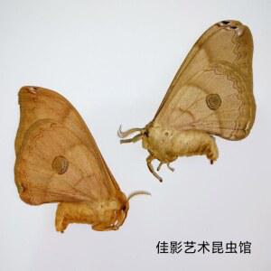 은행나무누에나방표본 날개가 펴지지 않은 나방표본 누에나방과 산지 광시과학보급수집