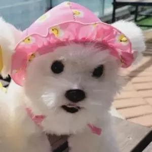 [반려] 강아지 데이지 X자 수영복 모자 핑크 1P 물놀이 수모