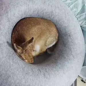 고양이하우스 고양이 도넛하우스 반려묘 원형 숨숨집 연회색 토끼은신처