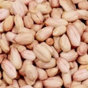 고품질 국산 땅콩 곡물 콩류 씨 종자 품종 식물 씨앗 20g (WA41851)