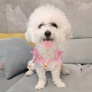 여름 시원한 데일리 원피스 매쉬 스타일 옷 강아지