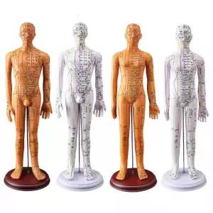 인체모형 혈자리 인형 전신 실습 한의학 한의사 구리 경혈 한의원 구리색 내장 해부학 근육