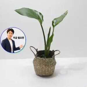 쌍문상회 지금 필요한 여인초 소 해초바구니 관엽식물 실내화분