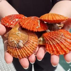 통영 비단 가리비 1kg(20미 내외)