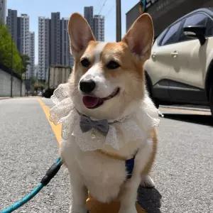 강아지 레이스 스카프 케이프 블루 M 고양이 턱받이