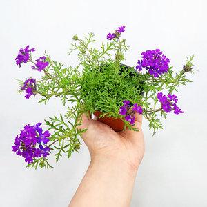 에덴플랜트 숙근 버베나 보라 소품 파라솔 야생화 꽃식물 화단 정원꾸미기 오래피는꽃
