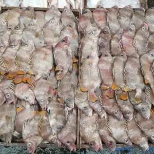 당일바리 군평선이 딱돔 금풍생이 샛서방고기 2kg