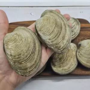국내산 제철 생물 돌조개 1kg