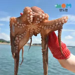 완도맘 국내산 활문어 1kg(1-3마리)