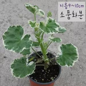 플라워오브스프링 유럽제라늄 펜시리브 흰무늬종 지름10cm 소품화분 좋은흙만사용