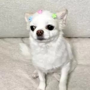 36P 헤어 5종 디스코핀 액세서리 컬러믹스 미니집게핀