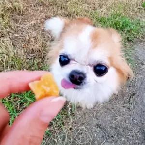 강아지 고구마말랭이 간식 탱글탱글 큐브 1kg자연건조 훈련 부드러운 애견부드러운 노즈워크 대용량