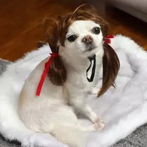 프린세스 양갈래 강아지 가발 머리띠 강아지코스튬