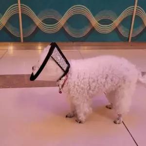 고양이 강아지목보호대 고양이목카라 애견넥카라