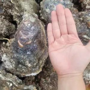 국내산 제철 바위굴 2kg